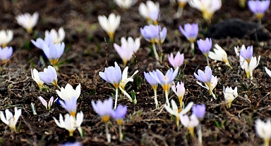 Kardelen çiçekleri görsel şölen oluşturyor