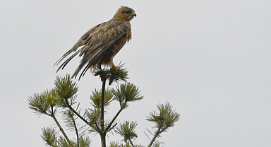 Yaban kuşları Sarıkamış'a gelmeye başladı