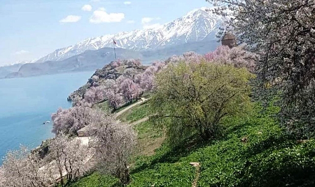  Akdamar Adası’nda badem ağaçları çiçek açtı