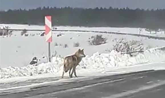 Ardahan'da kurtlar karayoluna indi
