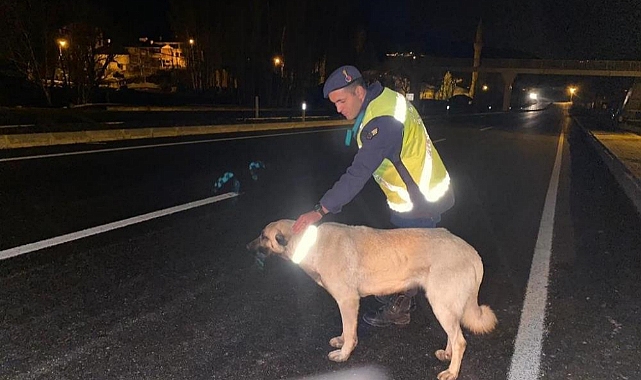 Bingöl’de sokak hayvanlarına reflektif tasma takıldı