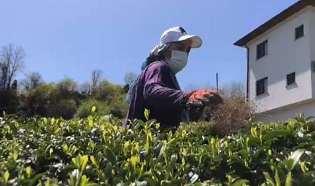 Doğu Karadeniz'de 2023 yılı yaş çay sezonu hazırlıkları başladı