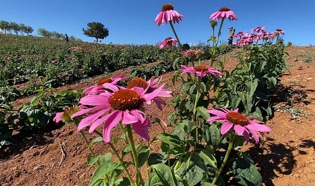 Erzincan 500 dolayında endemik bitkiye ev sahipliği yapıyor
