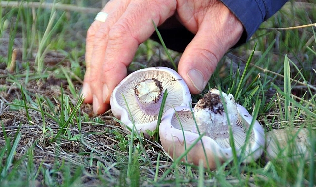  Erzincan’da mantar sezonu başladı