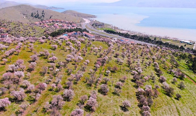 Hazar Gölü kıyısında badem ağaçları çiçek açtı, eşsiz manzara havadan görüntülendi