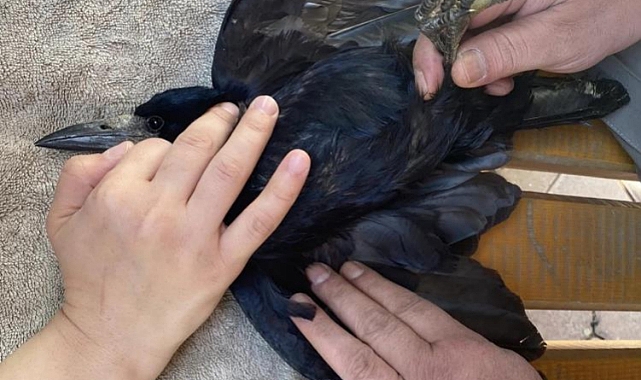 Iğdır'da yaralı halde bulunan ekin kargası tedavi altına alındı