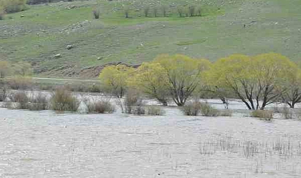Kars'ta ağaçlar baraj suları altında kaldı