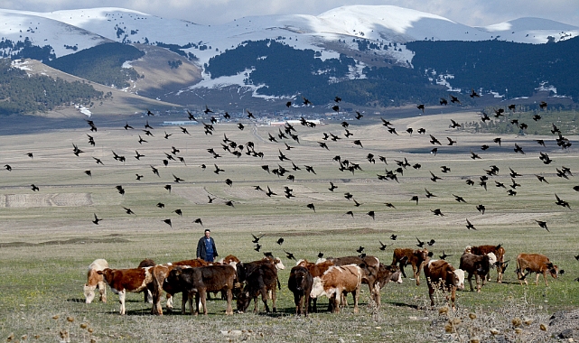 Kars'ta hayvanlar meralarda otlatılmaya başlandı
