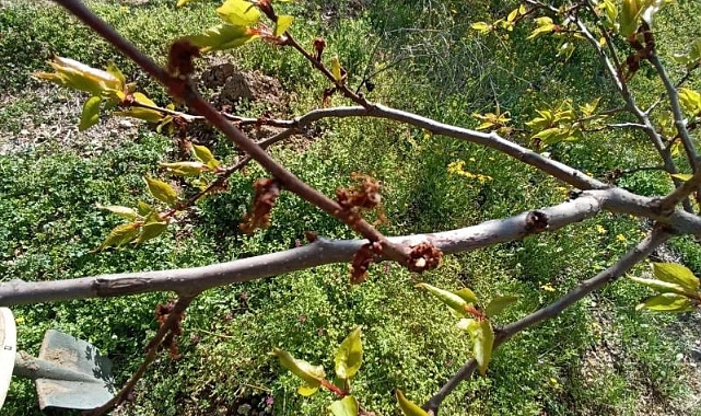 Kayısıları don vurdu, üretici zor durumda kaldı