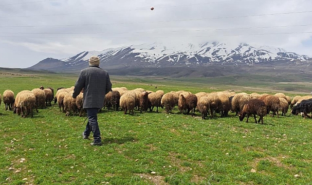 Sürülerin Süphan Dağı’na yolculuğu başladı