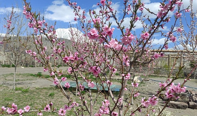 Türkiye'nin çatısı olarak nitelendirilen Ağrı Dağı eteklerinde meyve bahçesi ile turistleri bekliyor