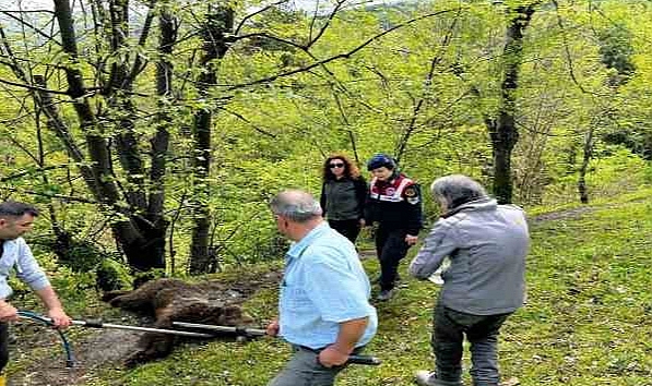 Yaralı ayının imdadına ekipler yetişti