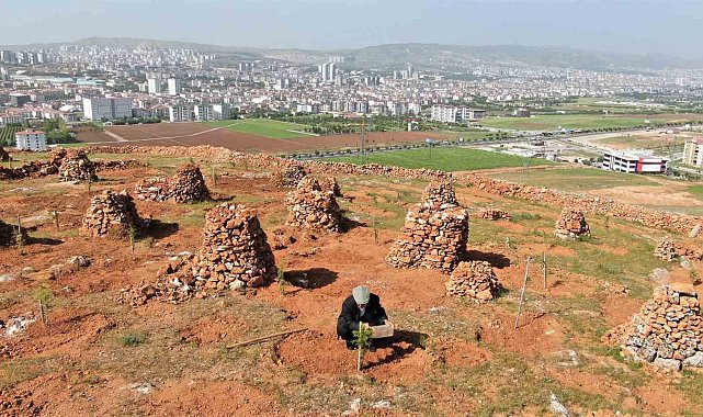 77'lik İsmail dede, 300 ton taş topladığı dağlık araziyi ağaçlarla kapladı