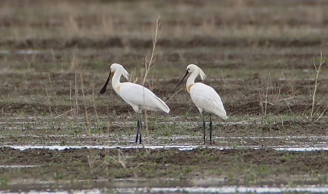 Ağrı Dağı eteklerinde "Kaşıkçı" kuşları görüntülendi.
