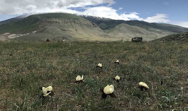 Ağrı Dağı eteklerinde yetişen 'kurt kulağı çiçeği' göz kamaştırıyor