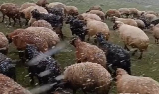 Ahlat'ta mayısta kar sürprizi