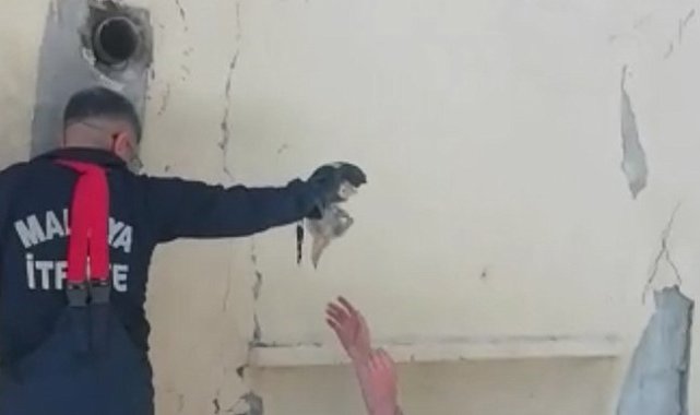 Anne kedi, yavrusu kurtarılırken bir an olsun başından ayrılmadı