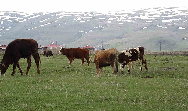 Ardahan'da hayvanlar meralarda otlatılmaya başlandı