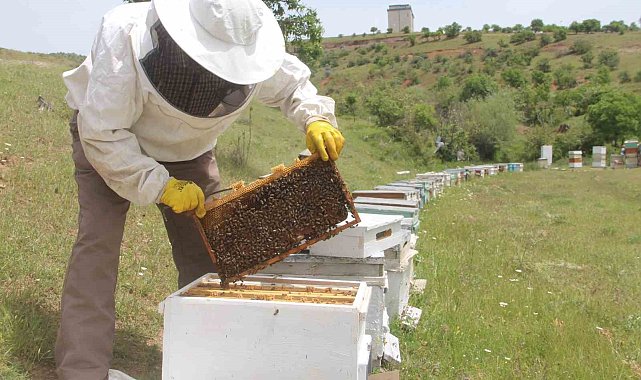 Arıcılar baharda da umduğunu bulamadı, yağışlar bal verimini düşürdü