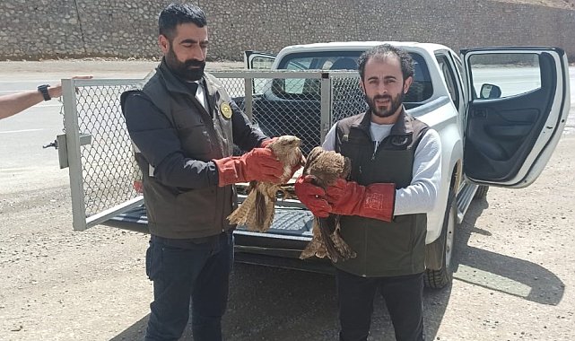 Bingöl'de yaralı bulunan akbaba ve Su Şahinleri tedavi altına alındı