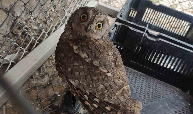 Bingöl'de yaralı bulunan baykuş tedavi altına alındı