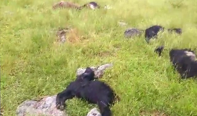 Bitlis'te yıldırım düştü: 20 koyun telef oldu
