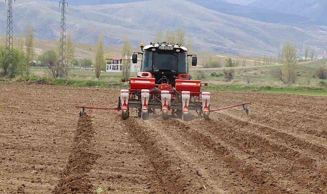 Çayırlı'da ayçiçeği ekimi başladı