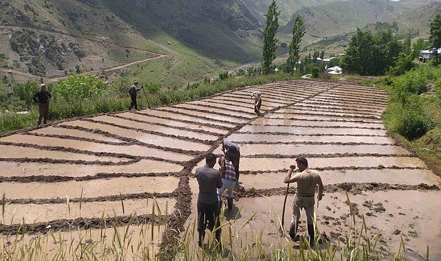 Çukurca'da imece usulü çeltik ekimi başladı
