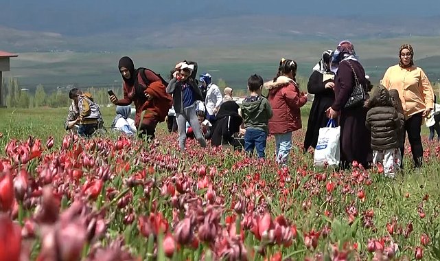 Depremzedeler lale tarlasında depremin olumsuzluklarını unutuyor