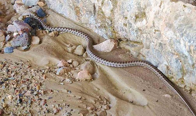Elazığ'da 1,5 metre uzunluğunda yarı zehirli kocabaş yılanı görüntülendi