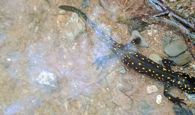 Elazığ'da benekli semender izleme çalışması yapıldı