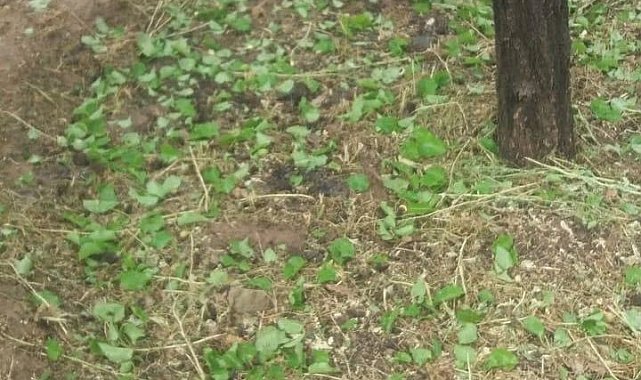 Elazığ'da dolu yağışı sonrası kayısı bahçeleri zarar gördü