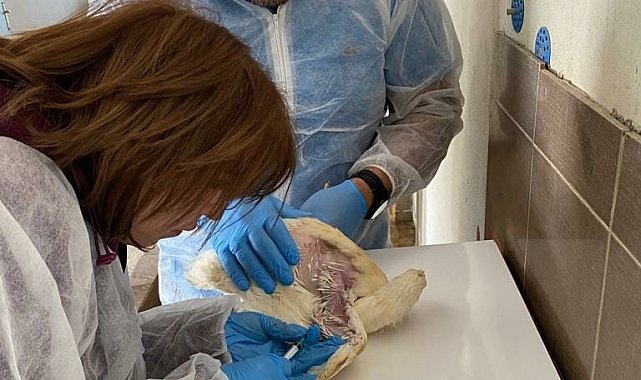 Elazığ'da köy ve ticari tavuk işletmelerinde denetim