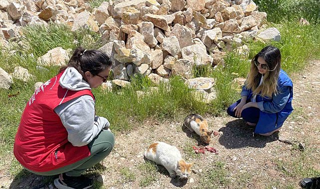 Elazığ'ın genç gönüllülerinden sokak hayvanlarına mama desteği