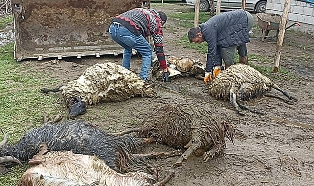 Erciş'te ahıra kurt girdi, koyunları telef etti
