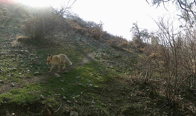 Erzincan'da yaban hayat fotokapanlarla görüntülendi