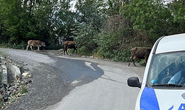 Havalar ısındı, başıboş inekler kent merkezine salındı