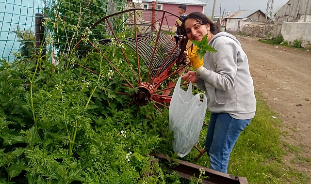 Isırgan otu toplanmaya başladı
