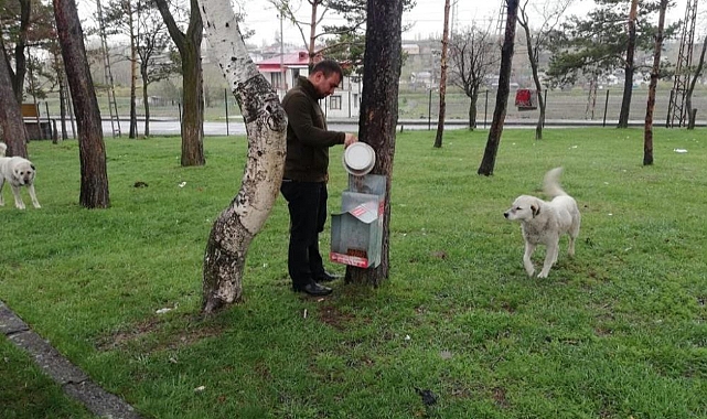Kars Belediyesi 130 noktada sokak köpeklerinin beslenmesini sağlıyor