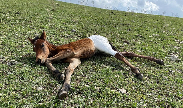 Kars'ta aç kalan kurtlar atın yavrusunu yaraladı.