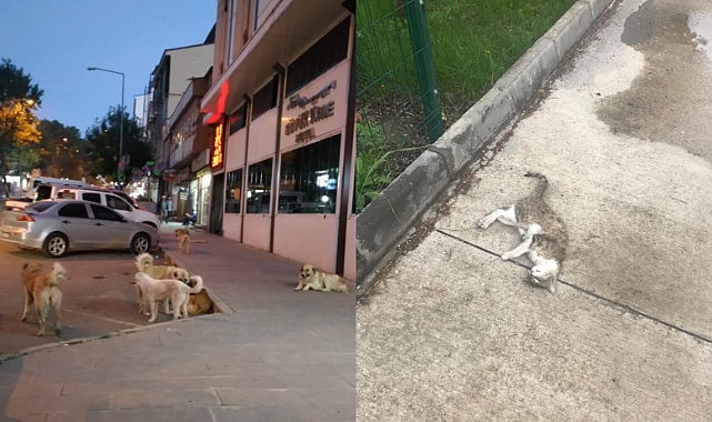 Kars'ta köpeklerden şikayet var