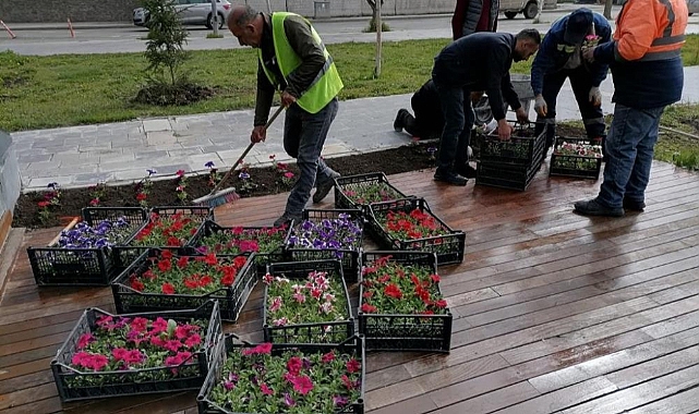 Kars'ta park, bahçe ve refüjler çiçek açıyor