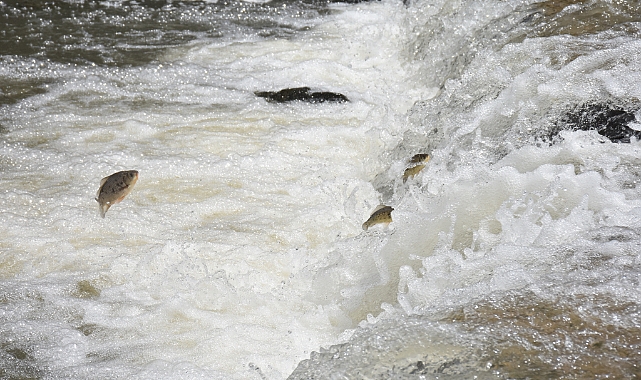 Kars'ta tatlı su kefallerinin zorlu yolculuğu görüntülendi
