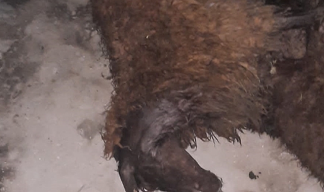 Kars'ta yıldırım isabet eden 9 koyun telef oldu.
