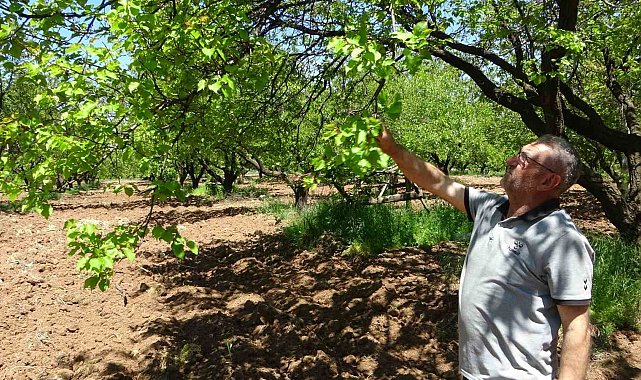 Kayısı düşük rekolte tehlikesiyle karşı karşıya