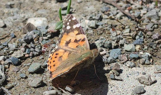 Kelebek göçü Erzurum'un Uzundere ilçesinde görüntülendi