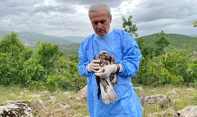 Kemik nakliyle sağlığına kavuşan şahin, tedavisinin ardından doğaya salındı
