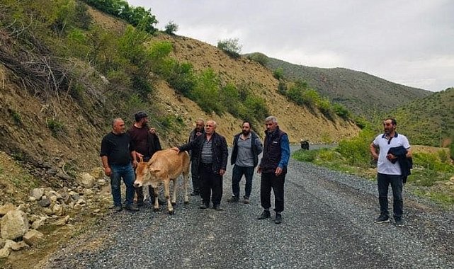 Köylüler uçuruma yuvarlanan ineği el birliğiyle kurtardı