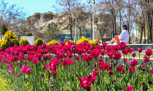 Laleler park ve bahçeleri renklendirdi