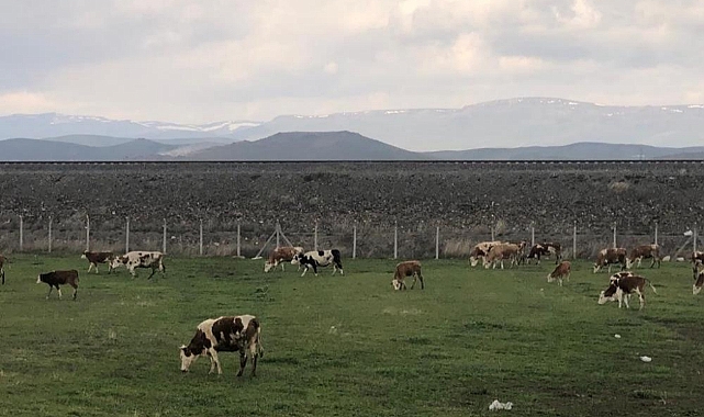 Meralara yayılan hayvanlar renkli görüntüler ortaya çıkarıyor